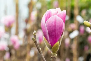 Magnolia hybr. 'Satisfaction' 175-200 C90 - afbeelding 4