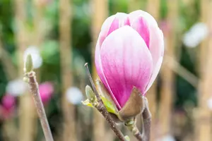 Magnolia hybr. 'Satisfaction' 175-200 C90 - afbeelding 5