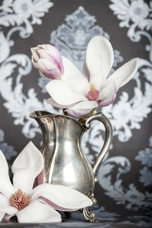 Magnolia 'Joli Pompon' 175-200 C35 - afbeelding 1