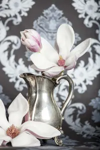 Magnolia 'Joli Pompon' 175-200 C35