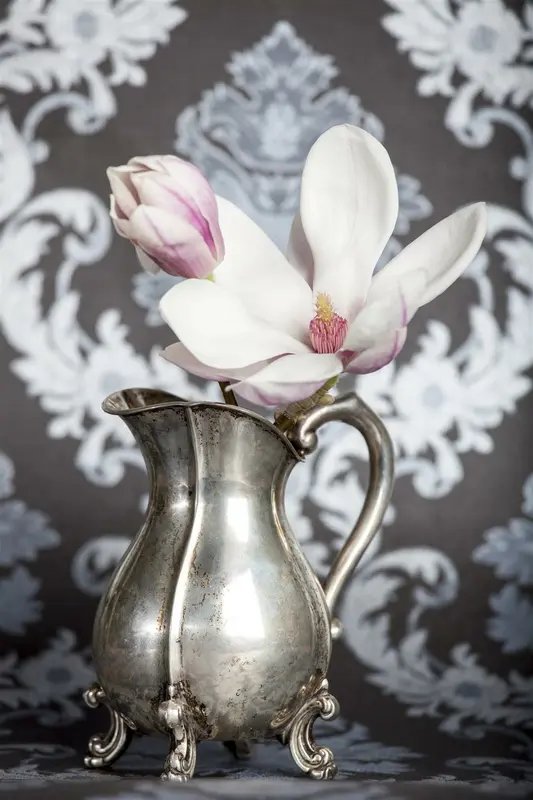 Magnolia 'Joli Pompon' 175-200 C35 - afbeelding 2