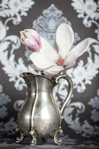 Magnolia 'Joli Pompon' 175-200 C35 - afbeelding 2