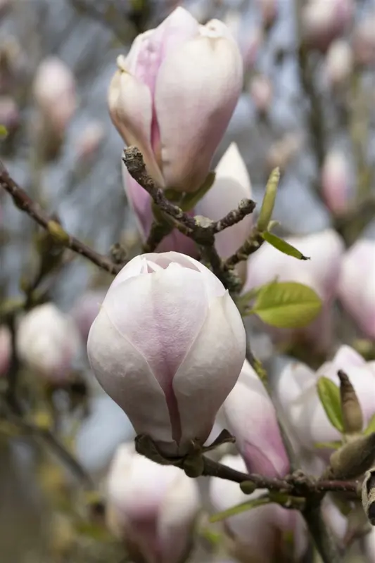 Magnolia 'Joli Pompon' 175-200 C35 - afbeelding 4