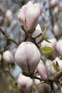 Magnolia 'Joli Pompon' 175-200 C35 - afbeelding 4