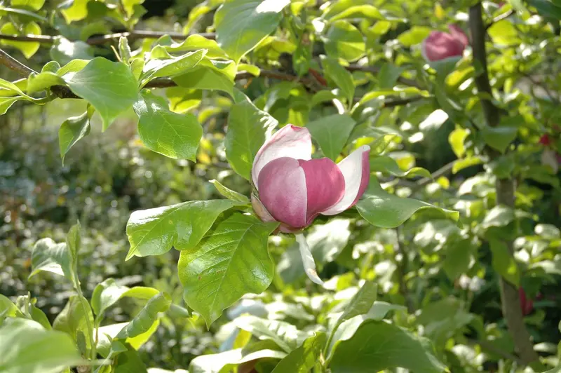 Magnolia 'Joli Pompon' 175-200 C35 - afbeelding 5