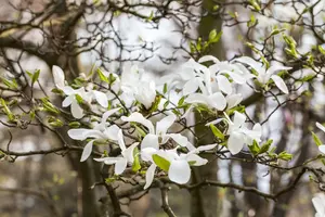 magnolia kobus 20/25 - afbeelding 5