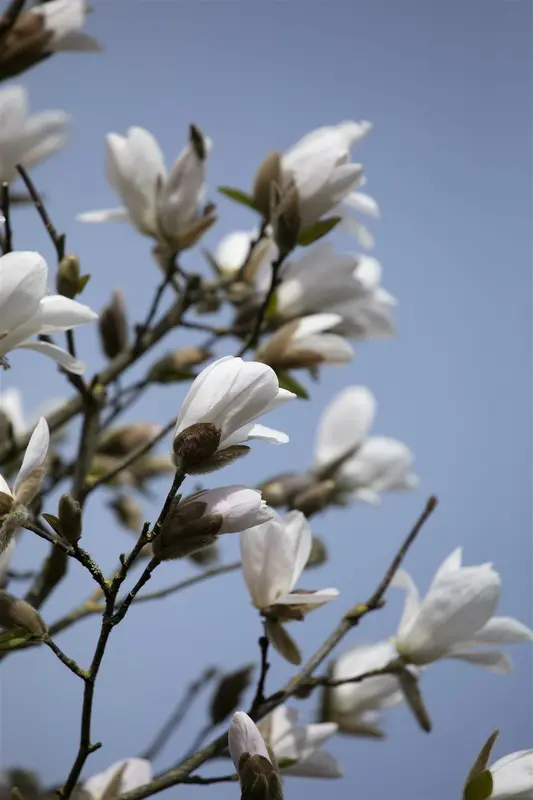 magnolia kobus (300-350 cm) - afbeelding 5
