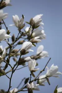 Magnolia kobus 300-350   DKL MRST EXTRA - afbeelding 5