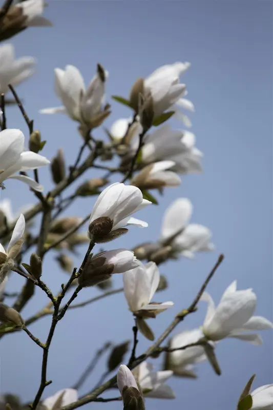 Magnolia kobus 350-400   DKL MRST - afbeelding 5