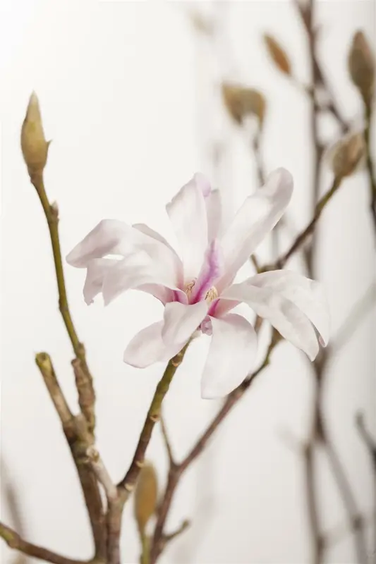 Magnolia loebn. 'Leonard Messel' 200-250   C150 MRST - afbeelding 2