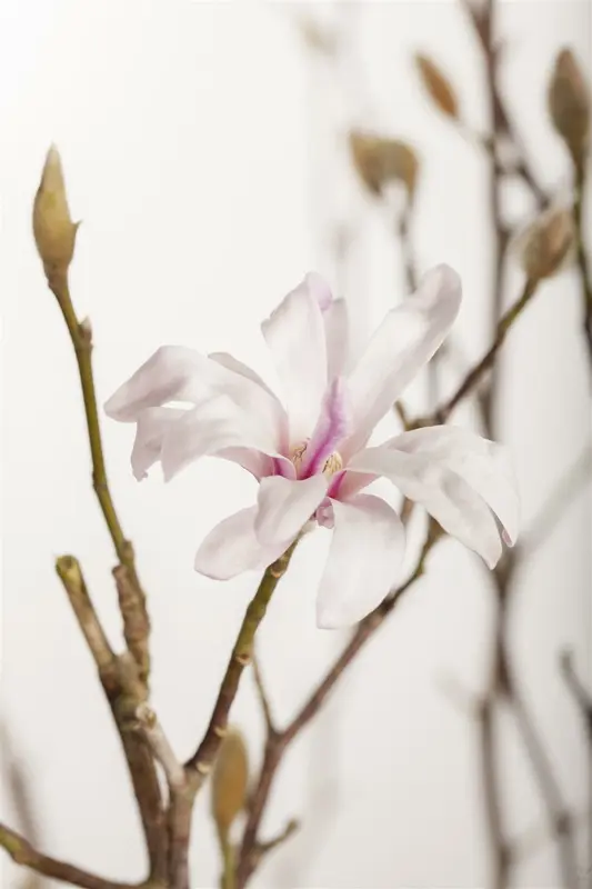 magnolia loebn. 'leonard messel' (200-250 cm) - afbeelding 2