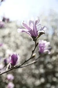magnolia loebn. 'leonard messel' (200-250 cm) - afbeelding 5