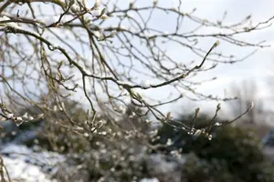 magnolia loebn. 'leonard messel' (200-250 cm) - afbeelding 5