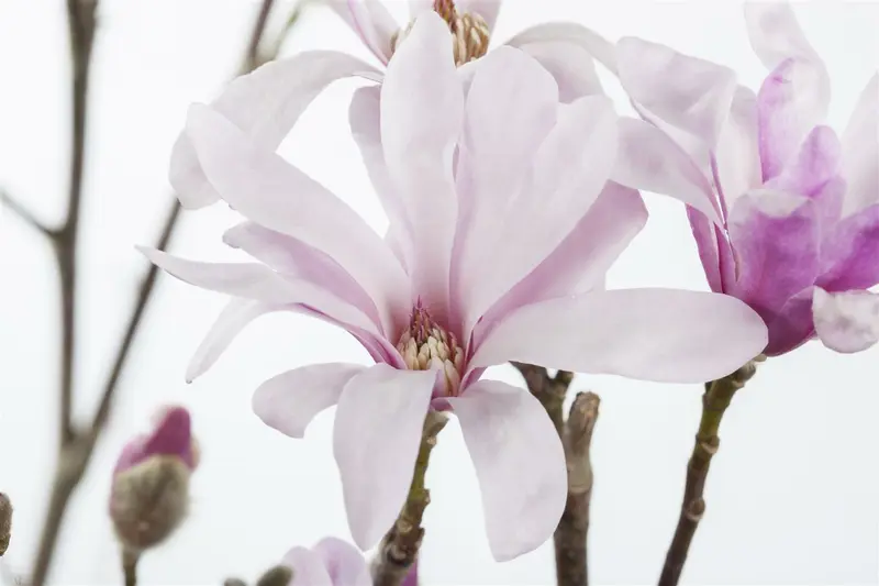 magnolia loebn. 'leonard messel' (200-250 cm) - afbeelding 3