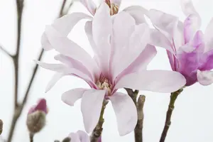 magnolia loebn. 'leonard messel' (200-250 cm) - afbeelding 3