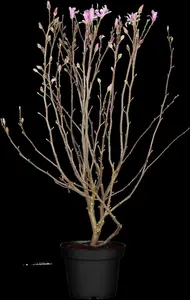 magnolia loebn. 'leonard messel' (200-250 cm) - afbeelding 4