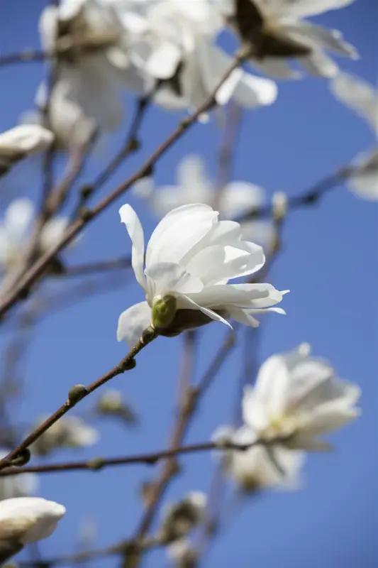 magnolia loebn. 'merrill' (200-250 cm) - afbeelding 1