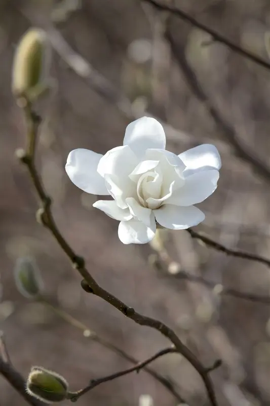 magnolia loebn. 'merrill' (200-250 cm) - afbeelding 2