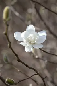 magnolia loebn. 'merrill' (200-250 cm) - afbeelding 2