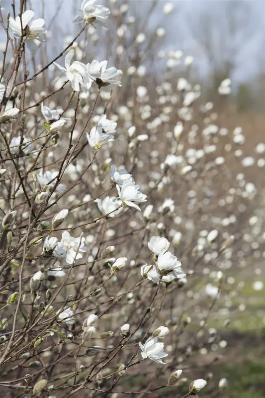 magnolia loebn. 'merrill' (200-250 cm) - afbeelding 3