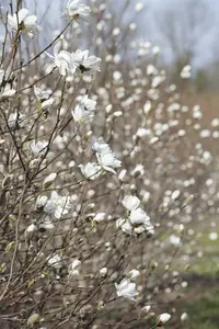 magnolia loebn. 'merrill' (200-250 cm) - afbeelding 3