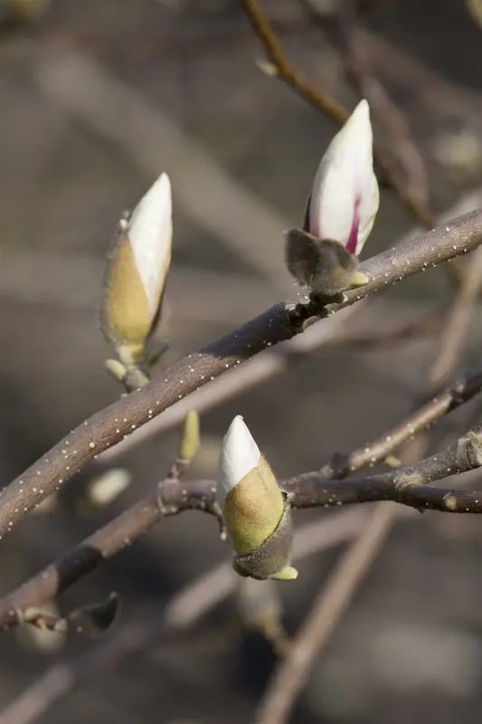 magnolia loebn. 'merrill' (200-250 cm) - afbeelding 4