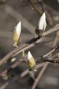 magnolia loebn. 'merrill' (200-250 cm) - afbeelding 4