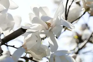 magnolia loebn. 'merrill' (200-250 cm) - afbeelding 5