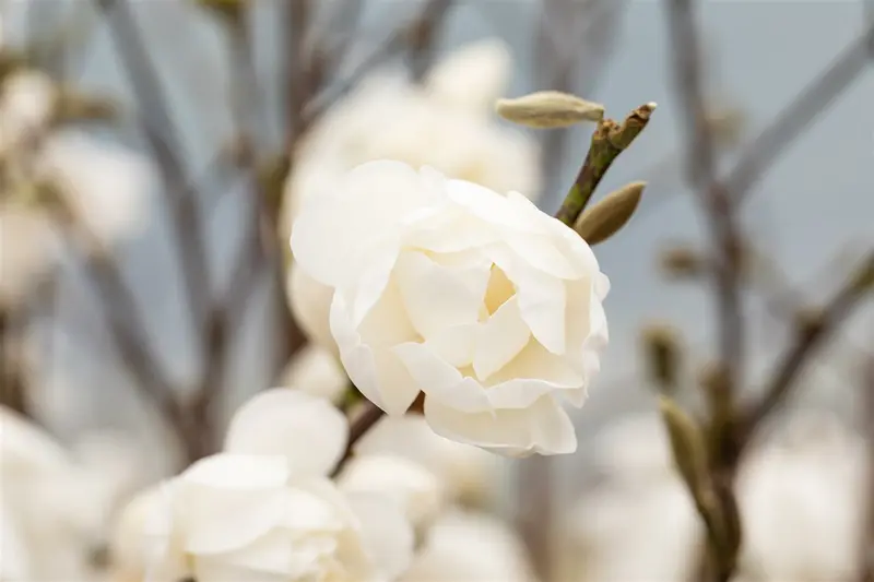 Magnolia loebn. 'Wildcat' 100-120   C25 - afbeelding 1