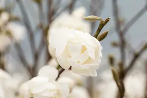 Magnolia loebn. 'Wildcat' 100-120 C25