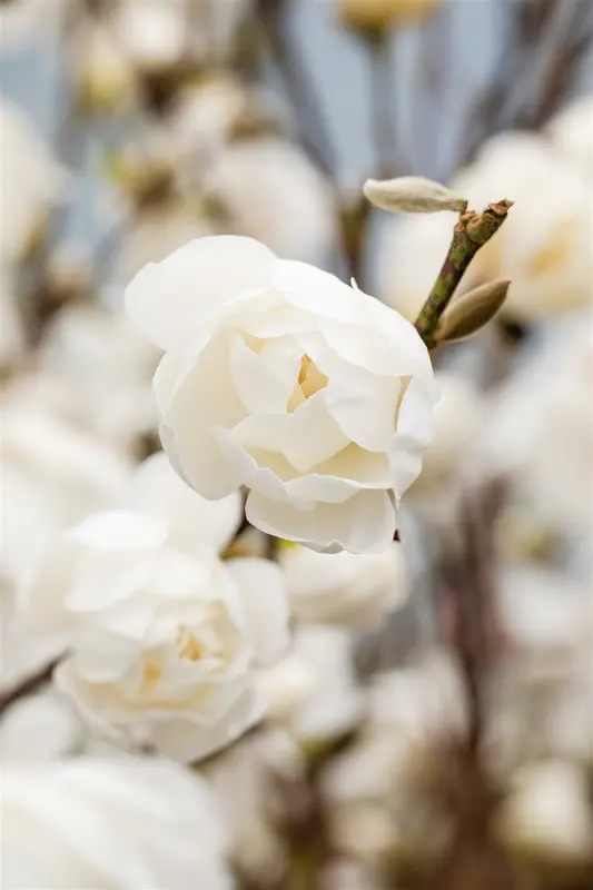 Magnolia loebn. 'Wildcat' 175-200   C45 - afbeelding 3