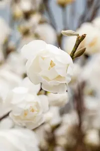 Magnolia loebn. 'Wildcat' 175-200   C45 - afbeelding 3