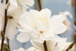 Magnolia loebn. 'Wildcat' 200-250 C90 MRST - afbeelding 2