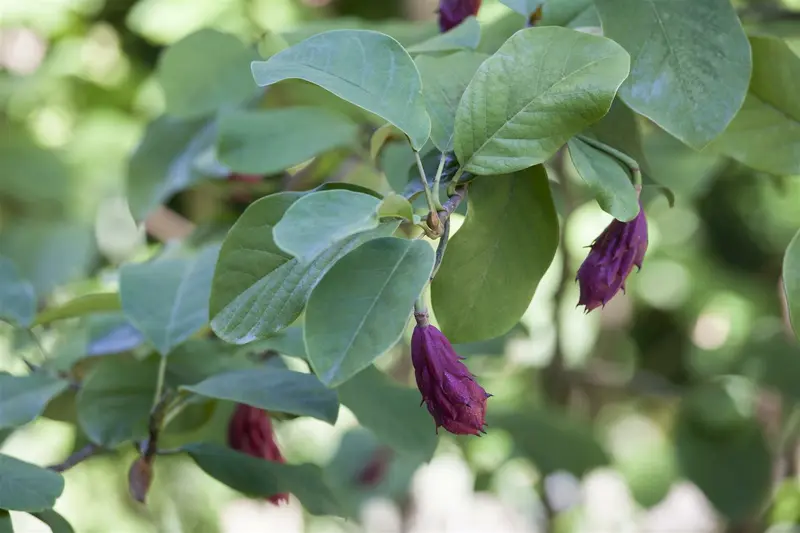 Magnolia sieboldii 100-125   C25 - afbeelding 2