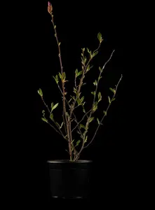 magnolia sieboldii (125-150 cm) - afbeelding 3