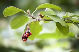 magnolia sieboldii (125-150 cm) - afbeelding 2