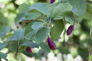 Magnolia sieboldii 150-175   C45 - afbeelding 2