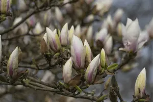 magnolia soul. 'alba superba' (80-100 cm)
