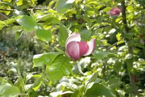 magnolia soul. 'lennei' (125-150 cm)