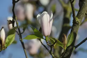 Magnolia soulangeana 200-250   C150 MRST - afbeelding 3