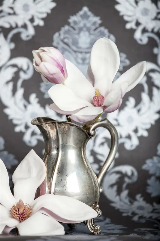 magnolia soulangeana (200-250 cm) DKL MRST - afbeelding 3