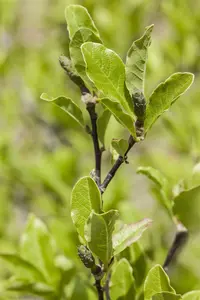 magnolia soulangeana (200-250 cm) DKL MRST - afbeelding 5