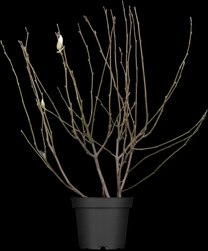 magnolia soulangeana (200-250 cm) DKL MRST - afbeelding 2