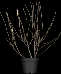magnolia soulangeana (200-250 cm) DKL MRST - afbeelding 2