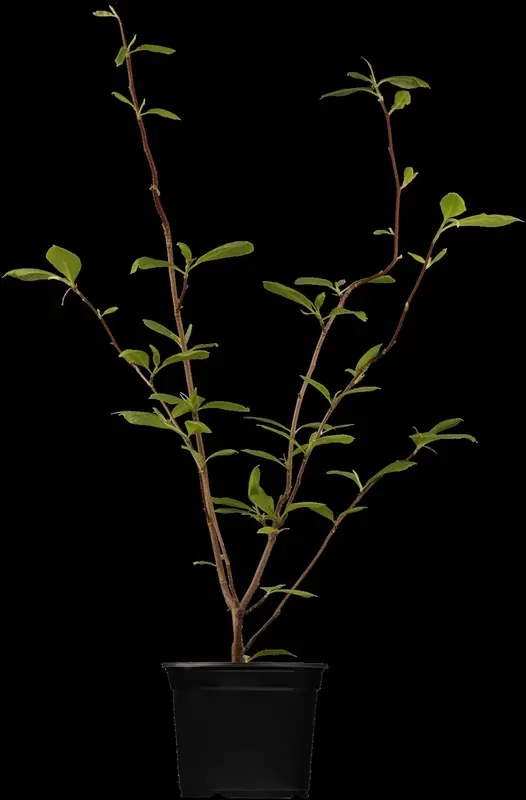 magnolia soulangeana (200-250 cm) DKL MRST - afbeelding 1