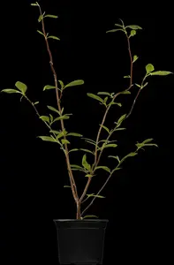 magnolia soulangeana (200-250 cm) DKL MRST - afbeelding 5