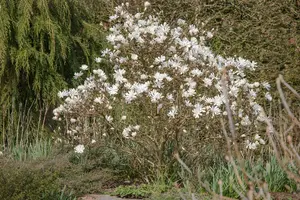 Royal Star - afbeelding 5