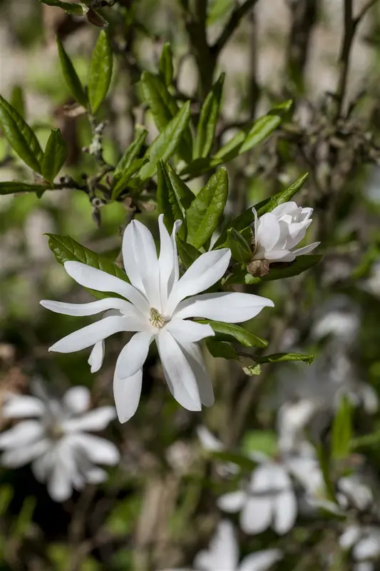 stellata - afbeelding 4