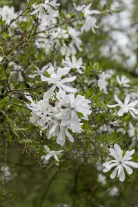 stellata - afbeelding 5