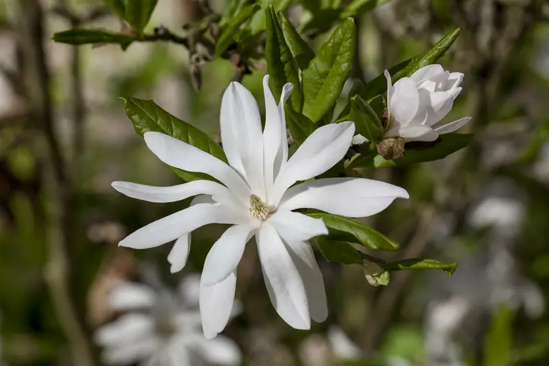 stellata - afbeelding 3
